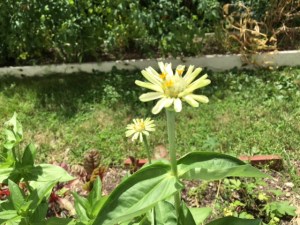 Polar Bear Zinnia in Christine's garden in Hudson Valley