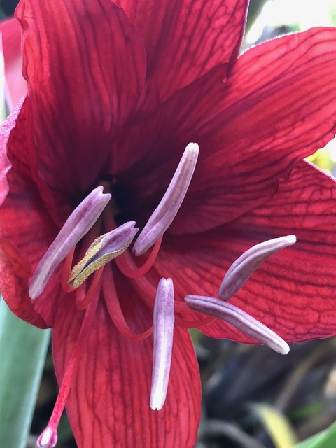 Lily photograph by Mick Hales